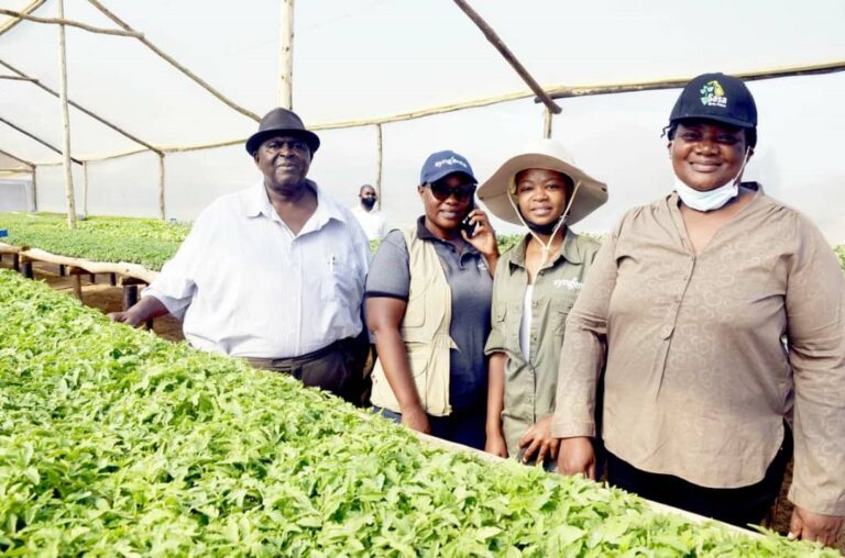 Relief for Zvishavane ,Mberengwa horticulture farmers