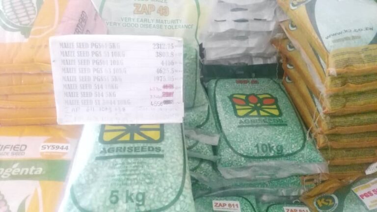 Maize seed prices threaten Masvingo province food security