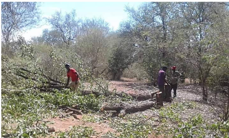 National Tree Planting Day: An overlooked essentiality