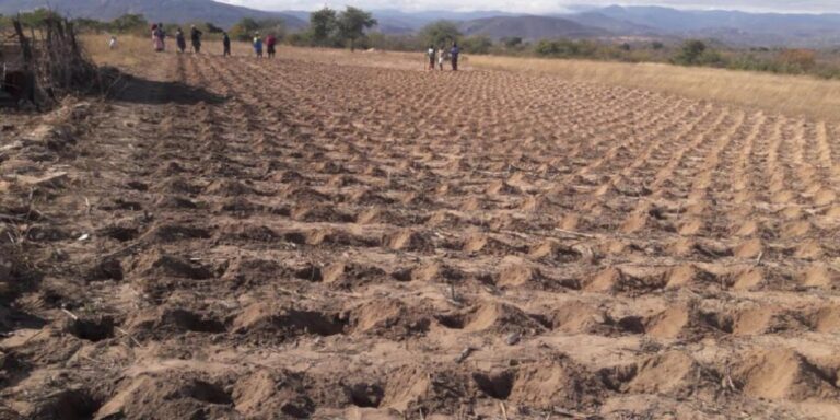 Govt ZW$4 billion injection into  Pfumvudza input transportation gives farmers relief