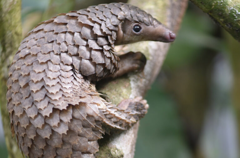 Masvingo cop, two others nabbed for pangolin trafficking