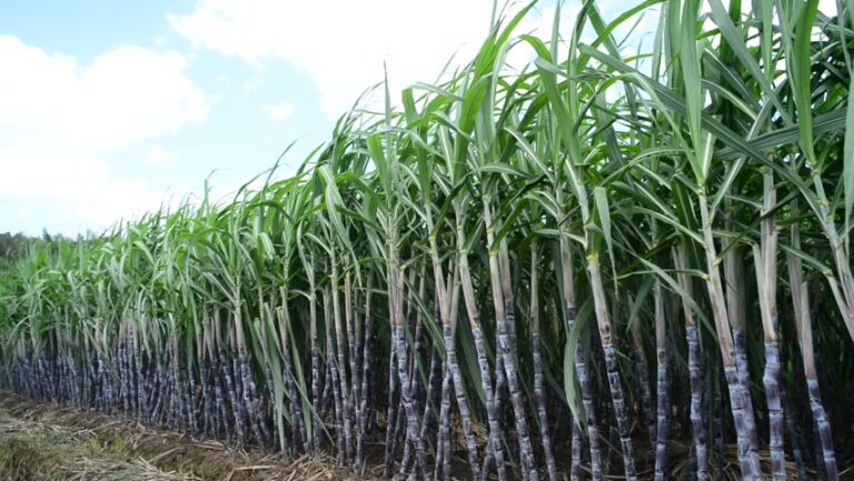 Cane Farmers owe Chiredzi RDC ZW$25 million in rates arrears