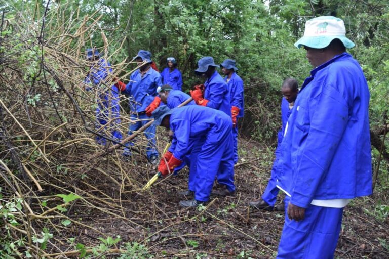 ZICOPE targets to clear lantana camara in Masvingo rural