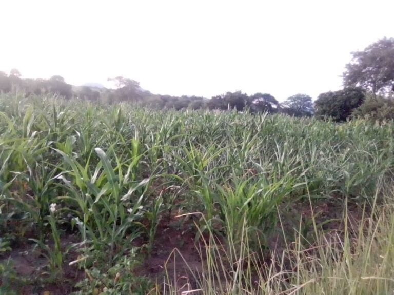 Persistent moisture stress worries farmers