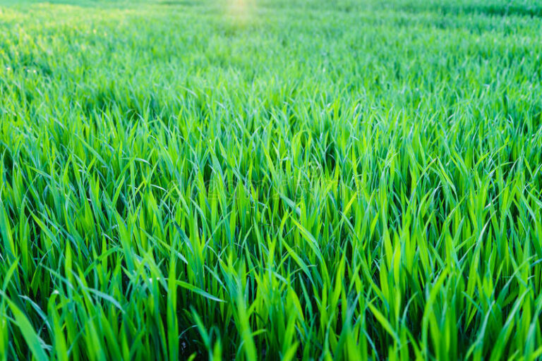 Masvingo province targets 5 000 ha winter wheat