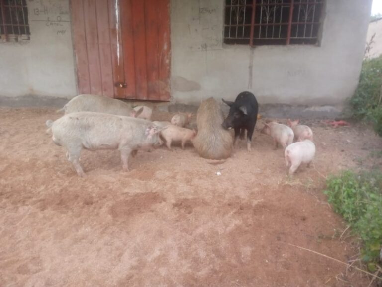 Stray pigs invade Jerera