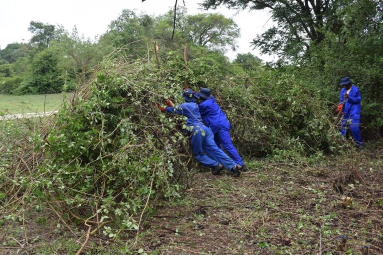 Approximately 4 hectares of lantana Camara cleared at Great Zimbabwe