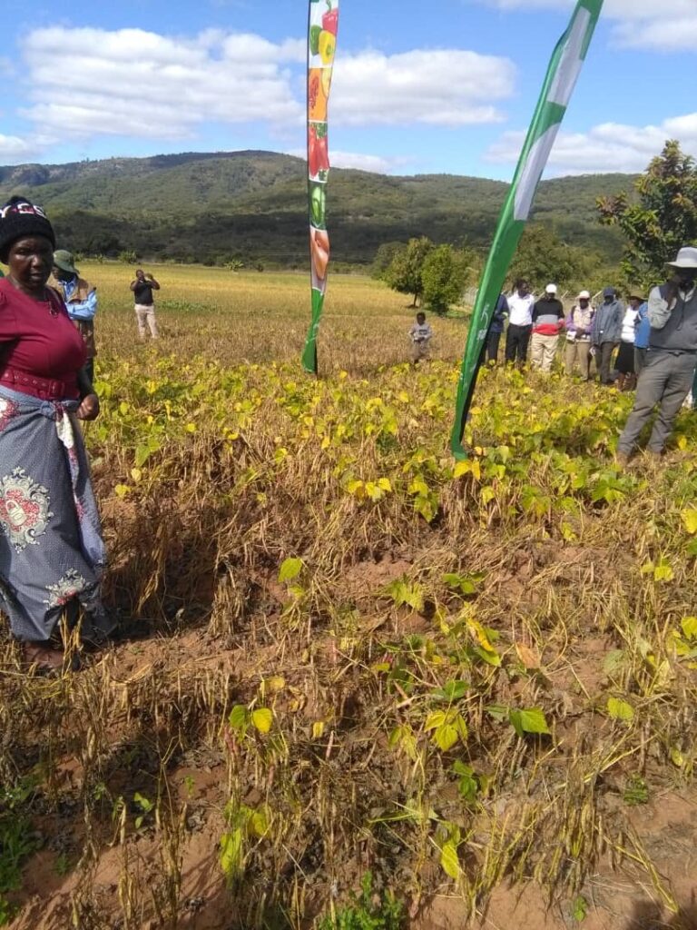 Chipinge Cllr challenges women to enhance community food security