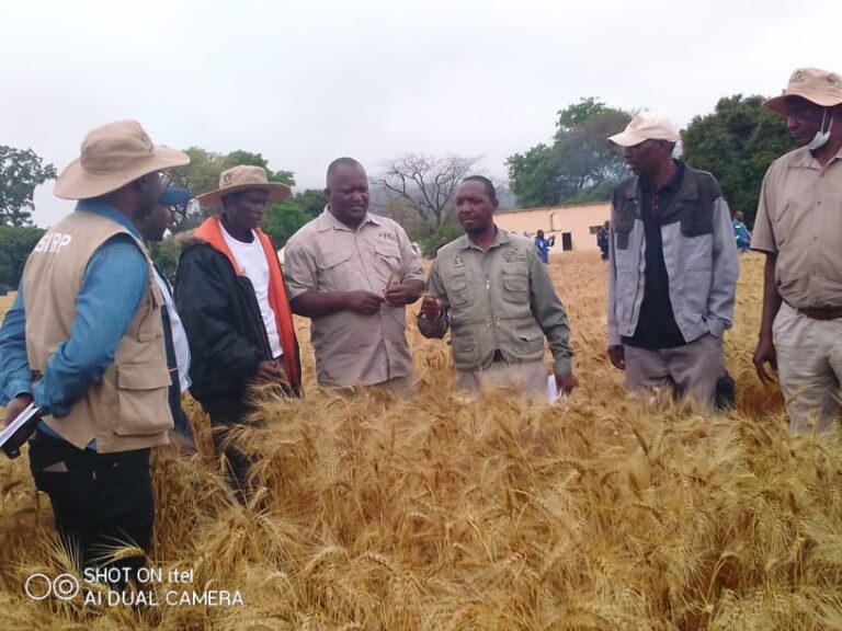 Masvingo targets bumper winter wheat harvest
