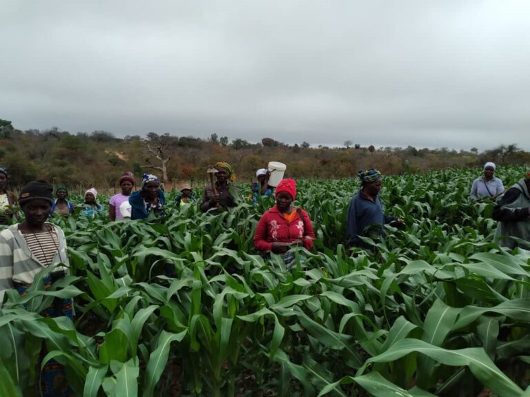 Chiponda Garden to cash in from green mealies