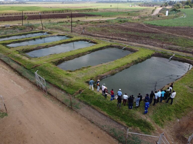 Climate Smart Agriculture: Musikavanhu  defies  odds