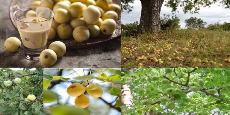 ZimTrade embarks on marula trainings in Mwenezi