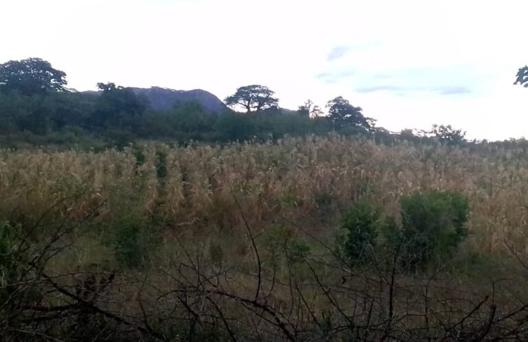 Putting food on the table herculean task for Chivi South young mothers