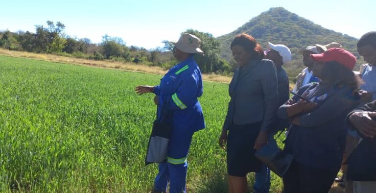 SIRP rehabilitates 5 Mushandike  irrigation blocks