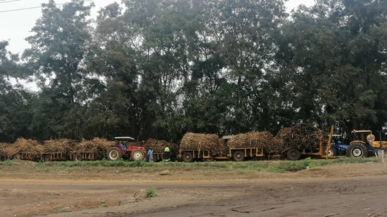 Sugar cane rotting in delivery queue at mills