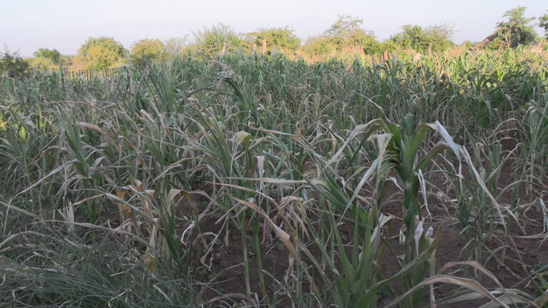 El Nino drought: cattle diseases take toll on Buhera