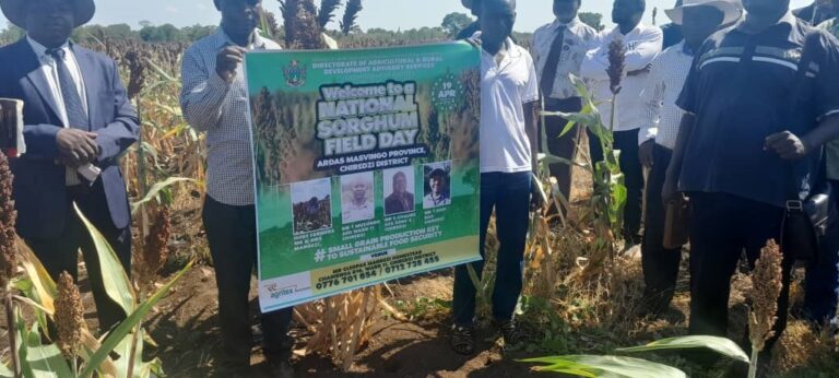 Masvingo surpasses 74 000ha sorghum target