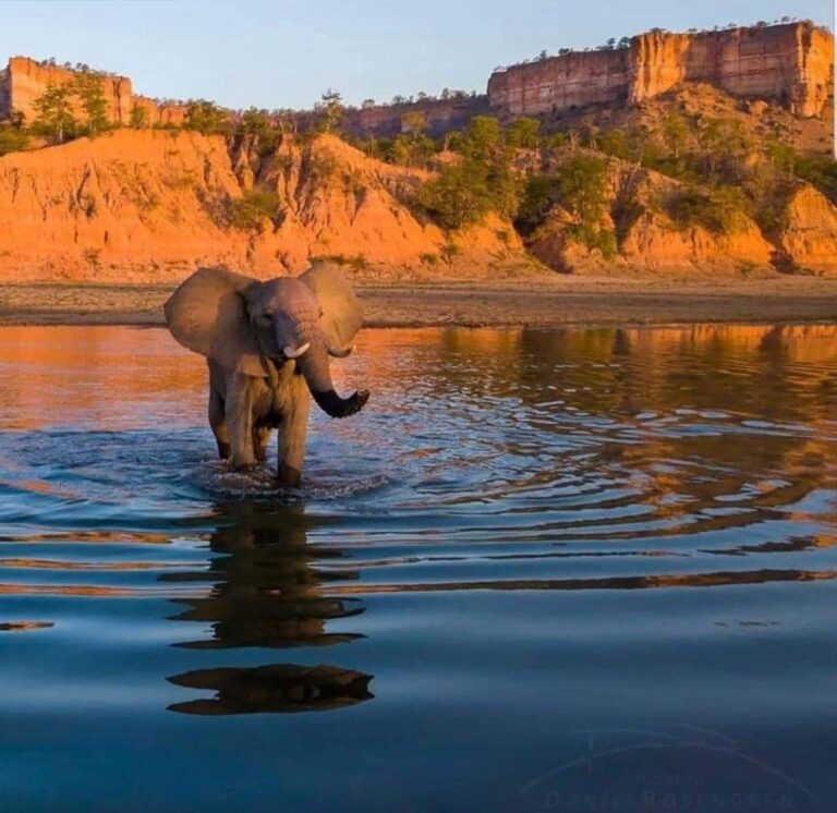 Anthrax scare in Gonarezhou