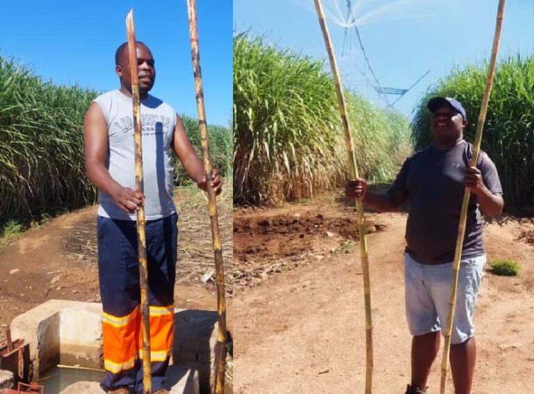 Youths urged to venture into sugarcane farming