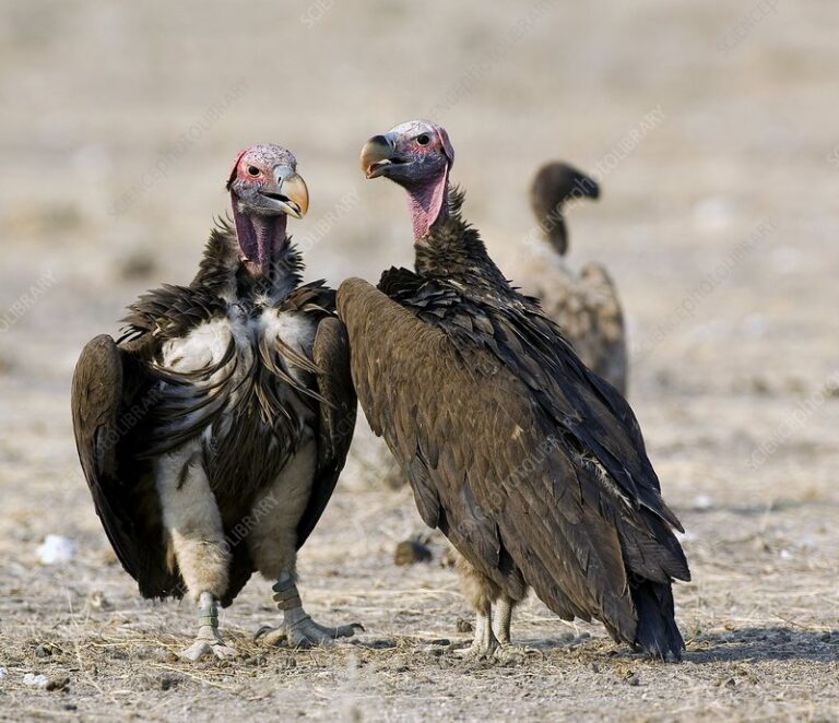 Birdlife Zimbabwe trains government agencies on vulture conservation