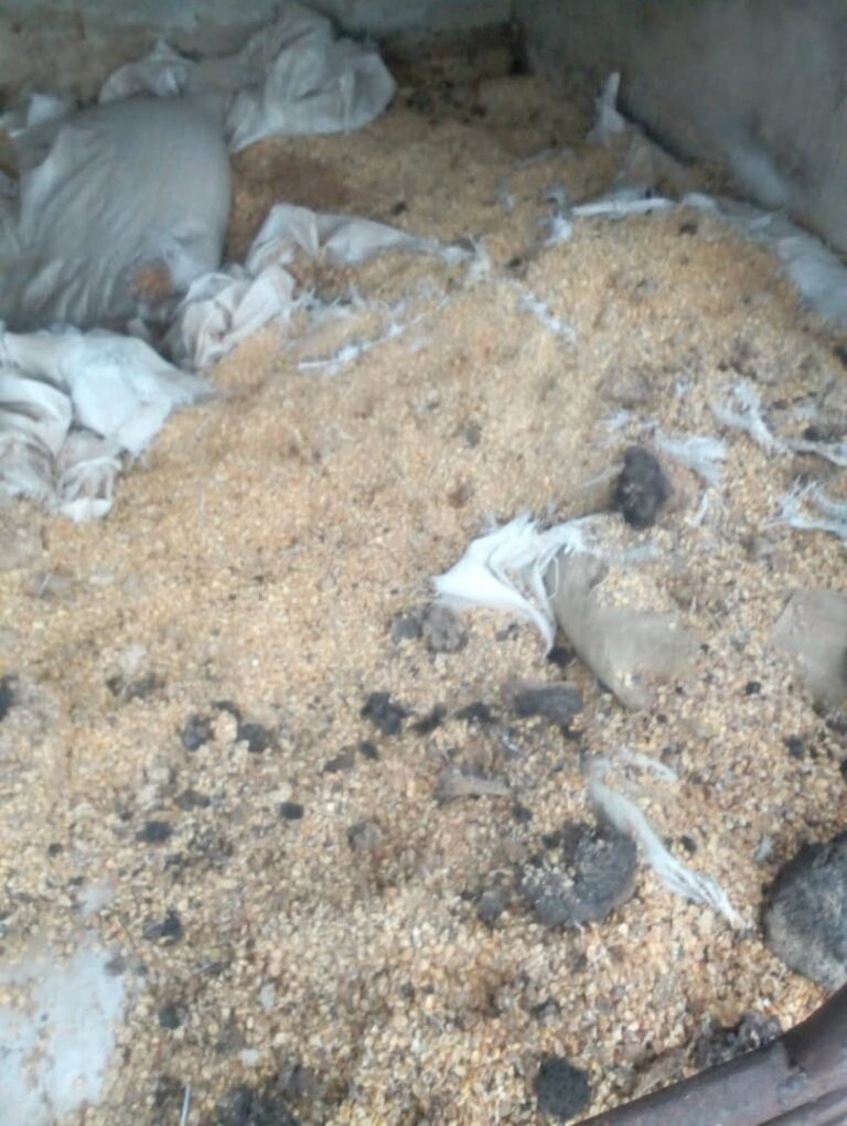 School head steals, buries two tonnes of maize