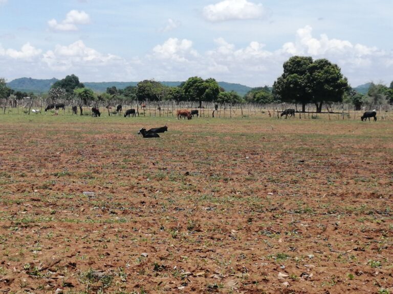 Climate crisis cripples Nyanyadzi Irrigation Scheme