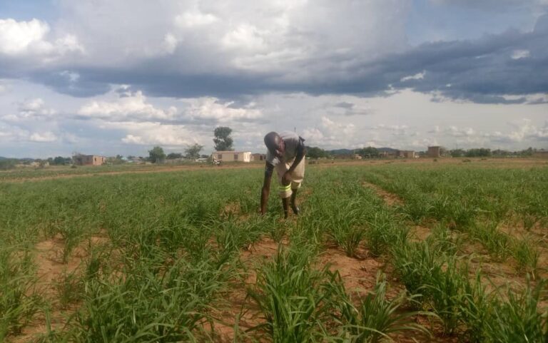 Zaka youth defies odds, finds success with small grain cultivation