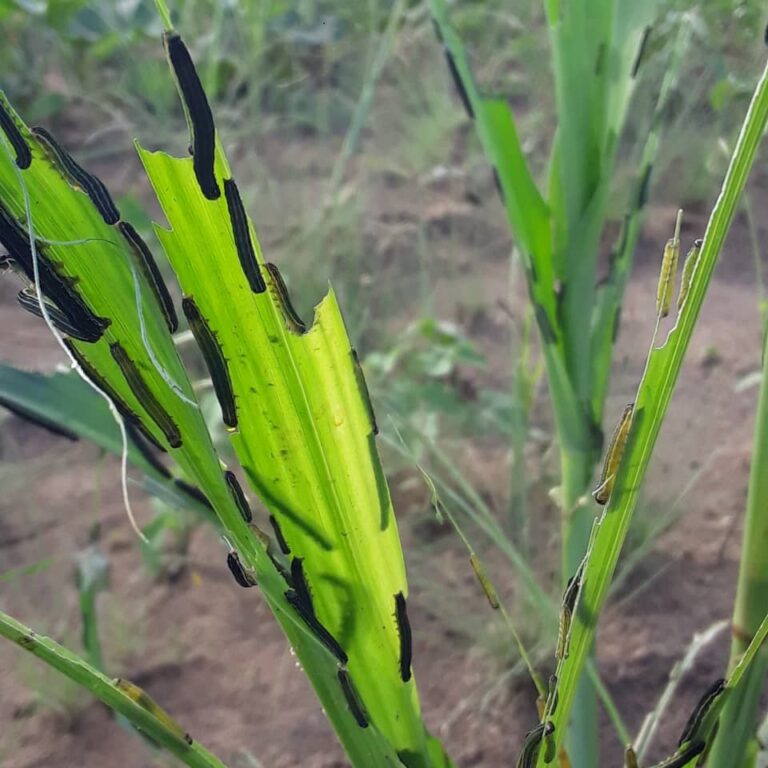 New pest, African Army worm wrecks havoc