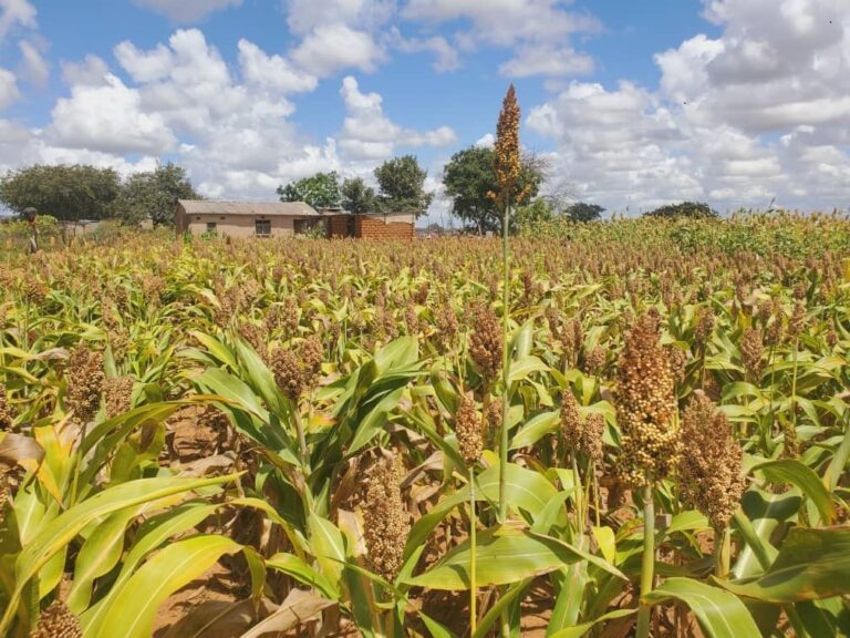 Chivi farmers’ embrace traditional grains farming