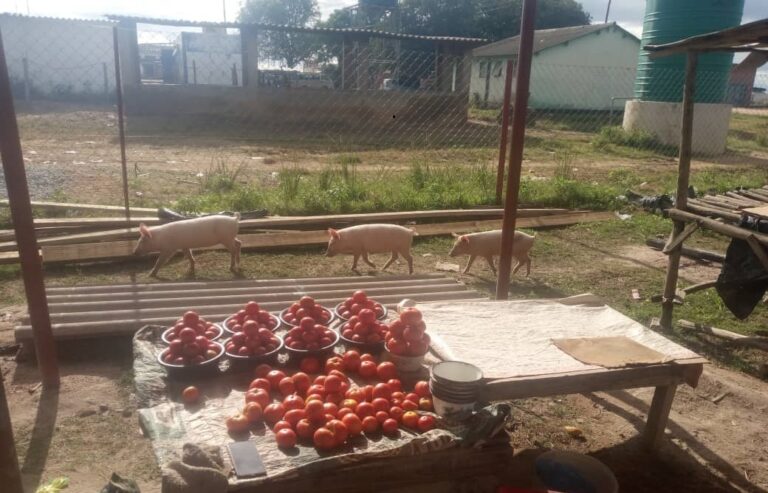 Stray Pigs Wreak Havoc in Jerera