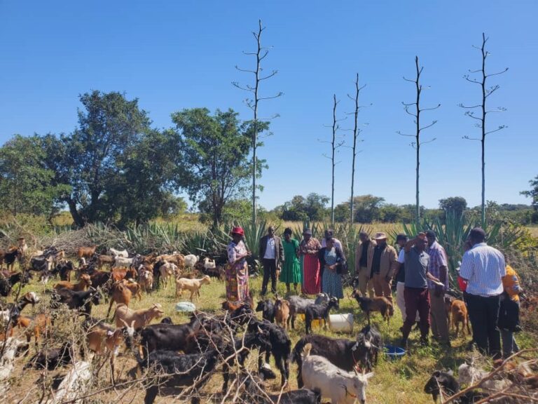 Chivi goat project empowers youth, strengthens rural livelihoods