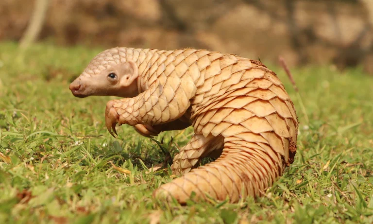 Chivi teacher nabbed in sting operation for possessing pangolin