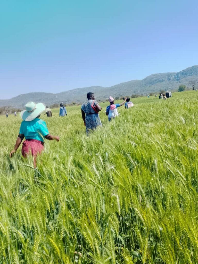 Hwikwinye Irrigation Scheme doubles wheat production