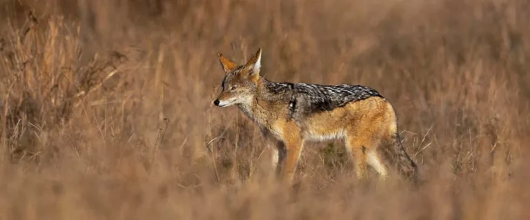 Human-wildlife conflict persists in Mushandike after jackal attack, injures four