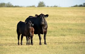 Bikita man jailed nine years for stealing two cattle - TellZim News