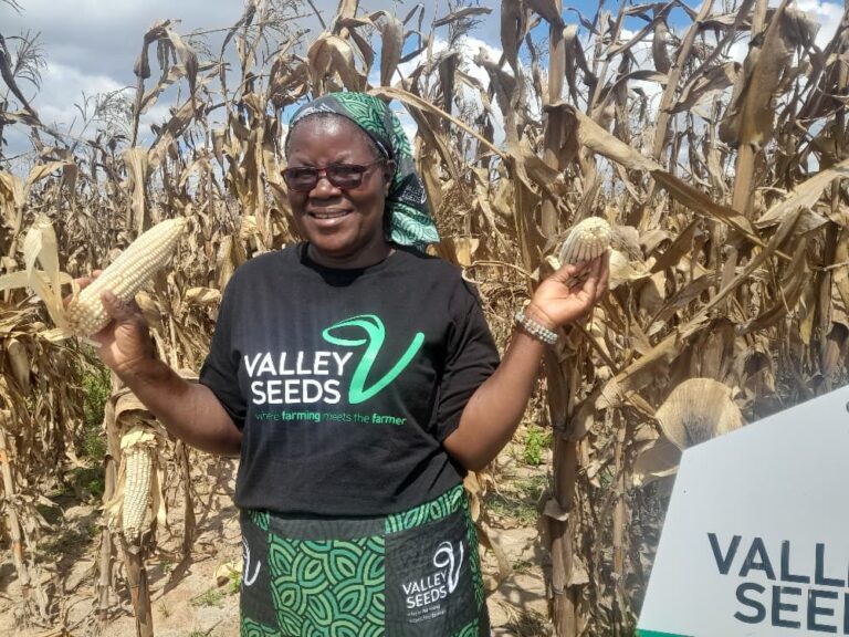 Teacher scoops best pfumvudza farmer award