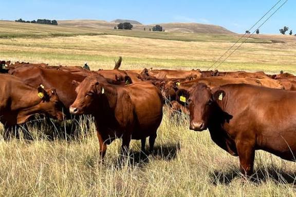 Masvingo surpasses 130,000 anthrax cattle vaccination target